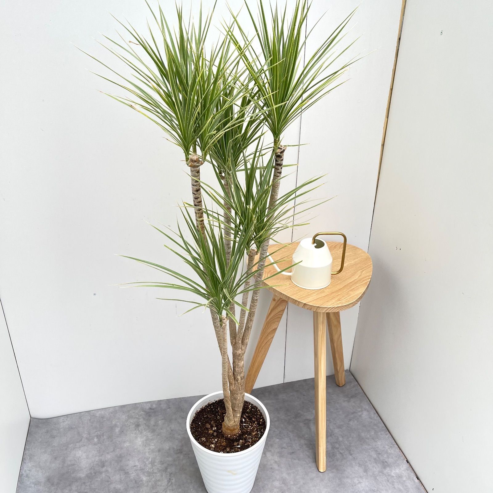 ドラセナ コンシンネ ホワイボリー 2 現品 観葉植物 室内 大型