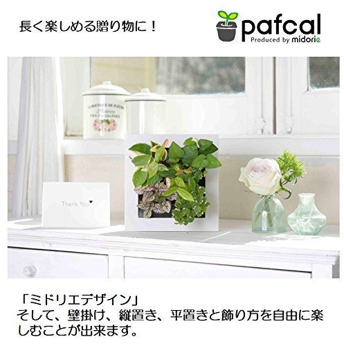 本物 壁掛け