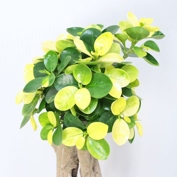 コパンダガジュマル　7号　パンダガジュマルドワーフ 黄斑入り パンダガジュマル ドワーフ 気根仕立て 高さ約89cm 7号鉢