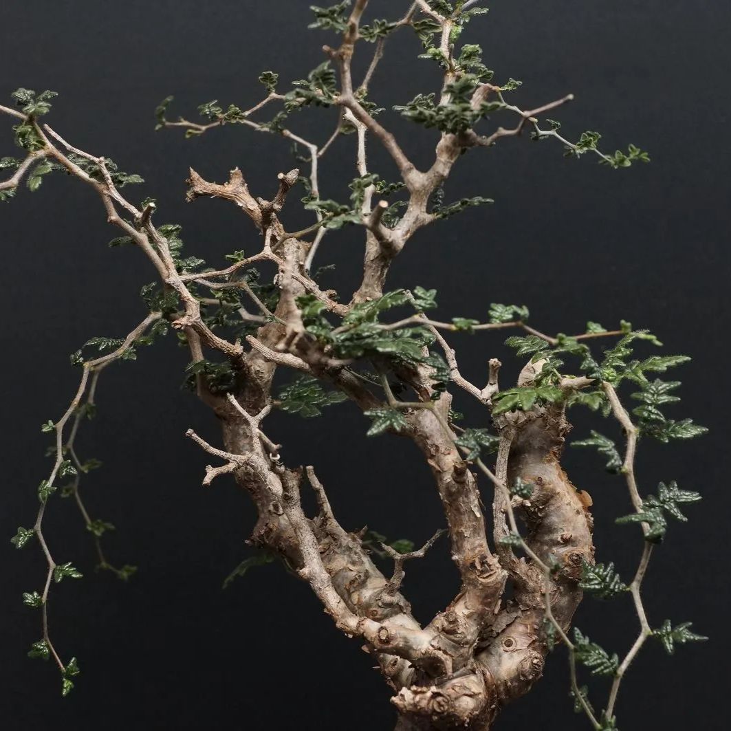 ◇超希少！特選ドワーフ！ ホリダス エンセファラルトス鉢上35cm 選抜