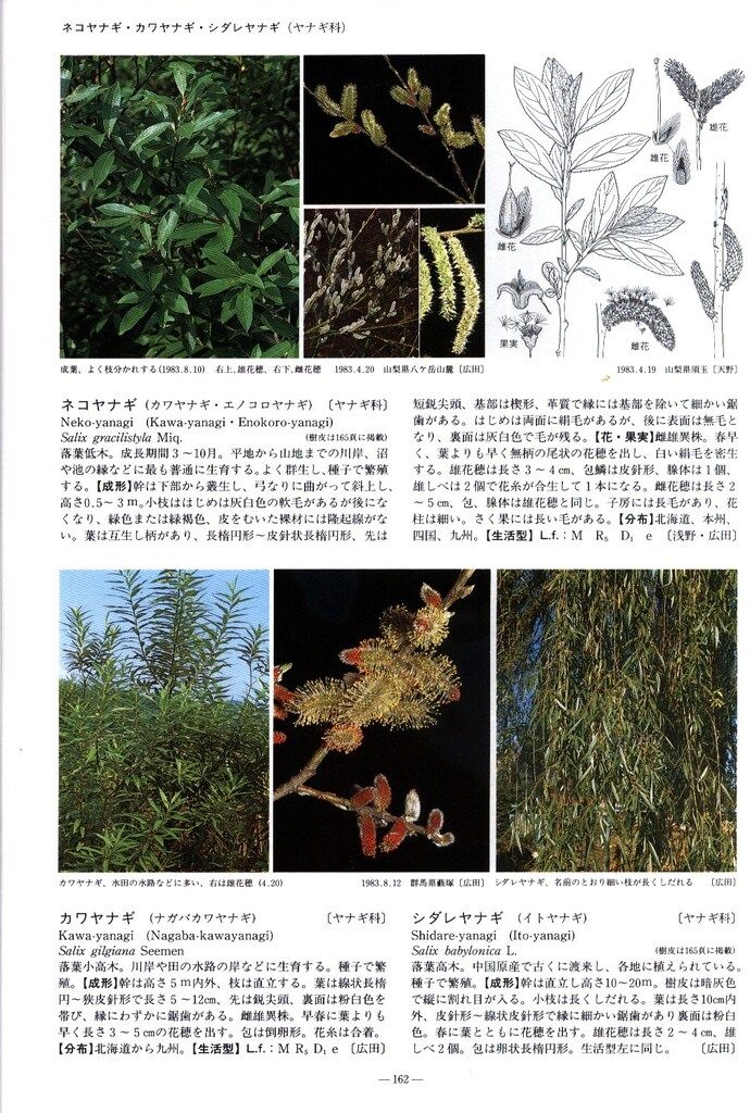 日本山野草.樹木生態図鑑 日本山野草・樹木生態図鑑(浅野貞夫, 桑原義晴 編) / 古本、中古