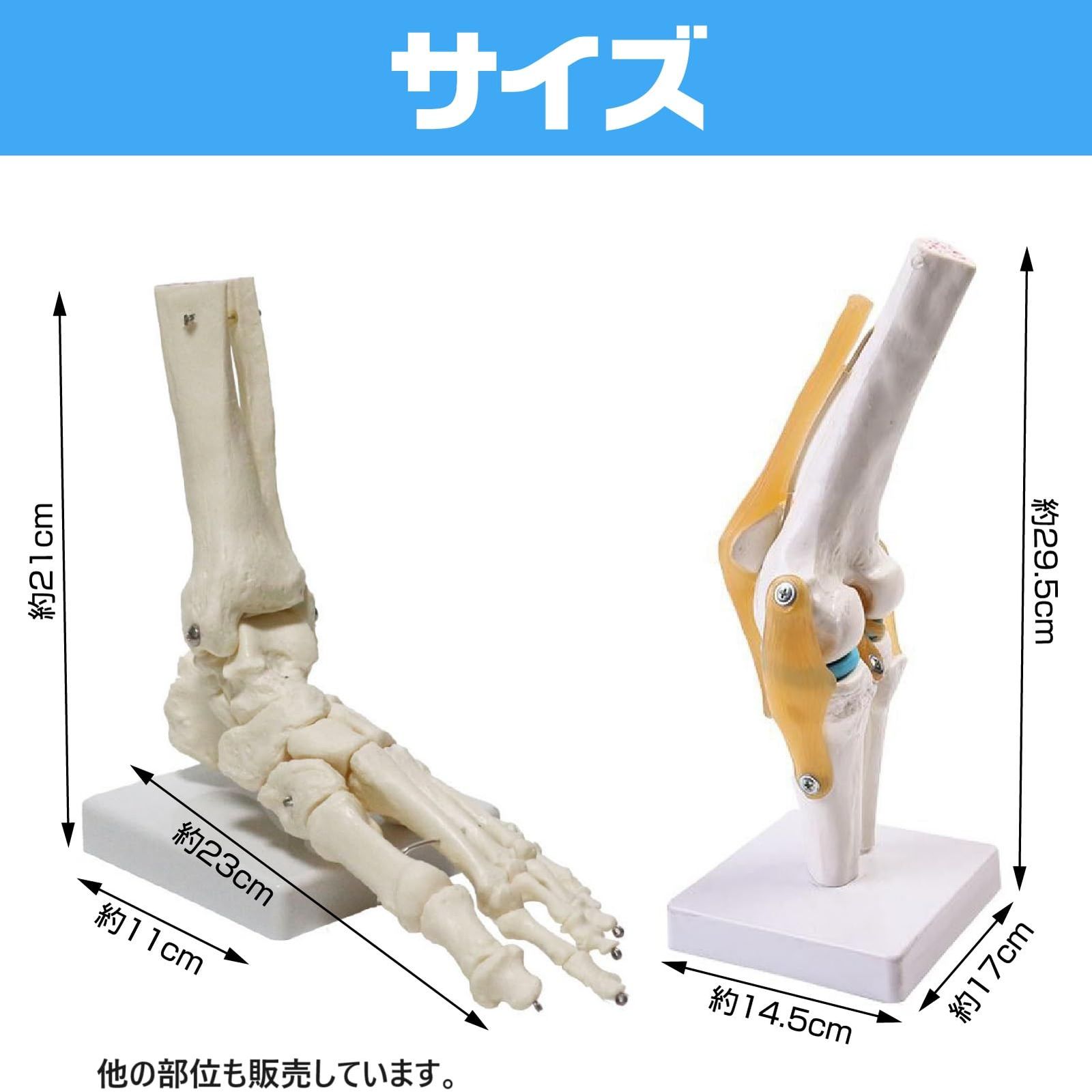 hxaihlin(すみこ) 膝関節 模型 ひざ 靭帯 じん帯 半月板 足 骨 医療
