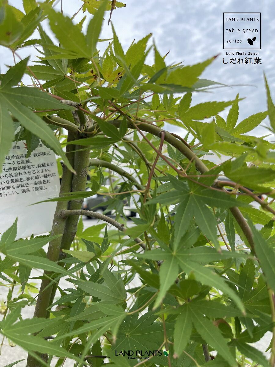 しだれもみじ/流泉（りゅうせん）【現品発送】管理 70388 しだれもみじ