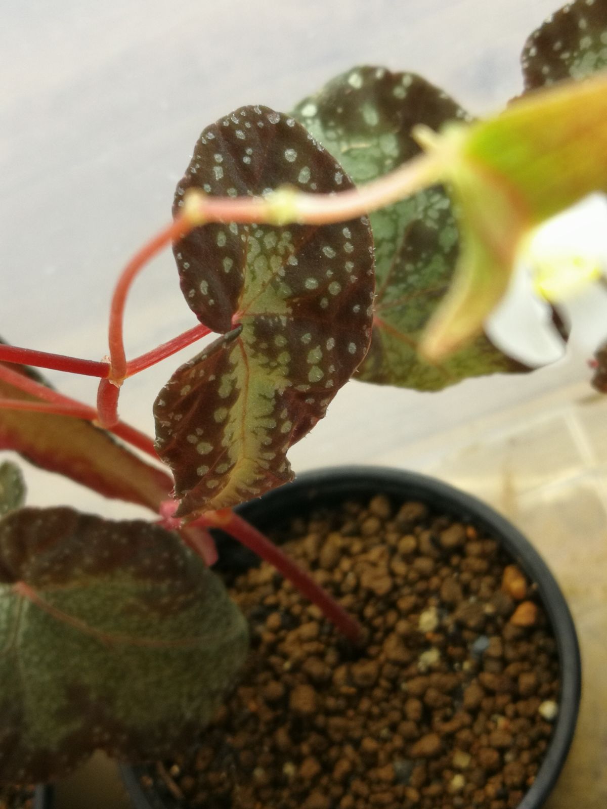 【訳ありセール品】銀河系ベゴニア Begonia Variabils