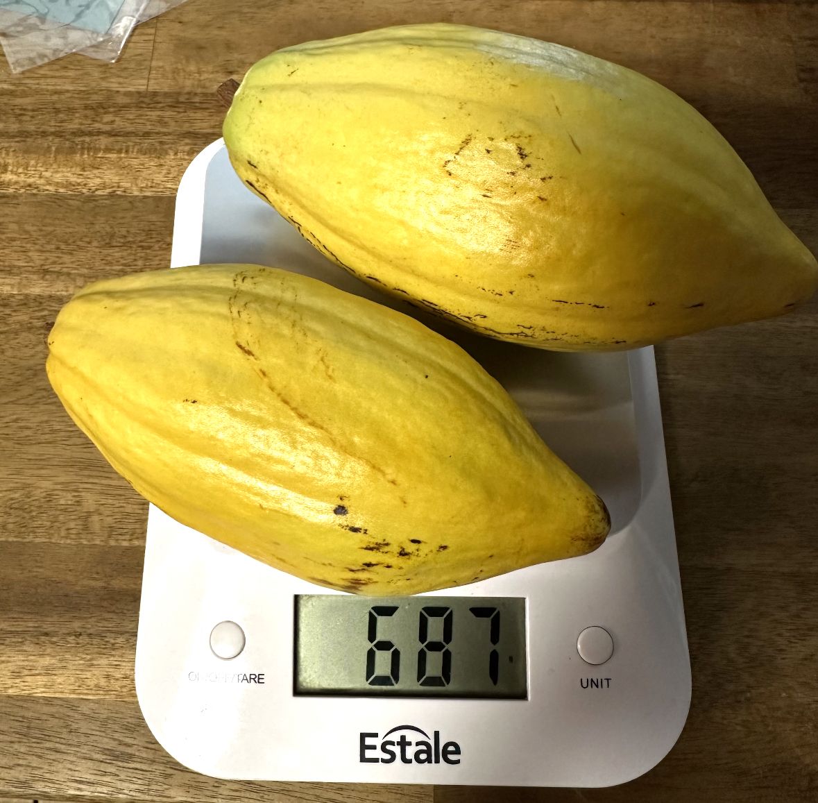 2株 国産カカオの実から育てたカカオ苗