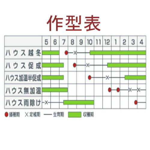 入荷次第出荷 カネコ種苗 オレンジオーレ 1000粒