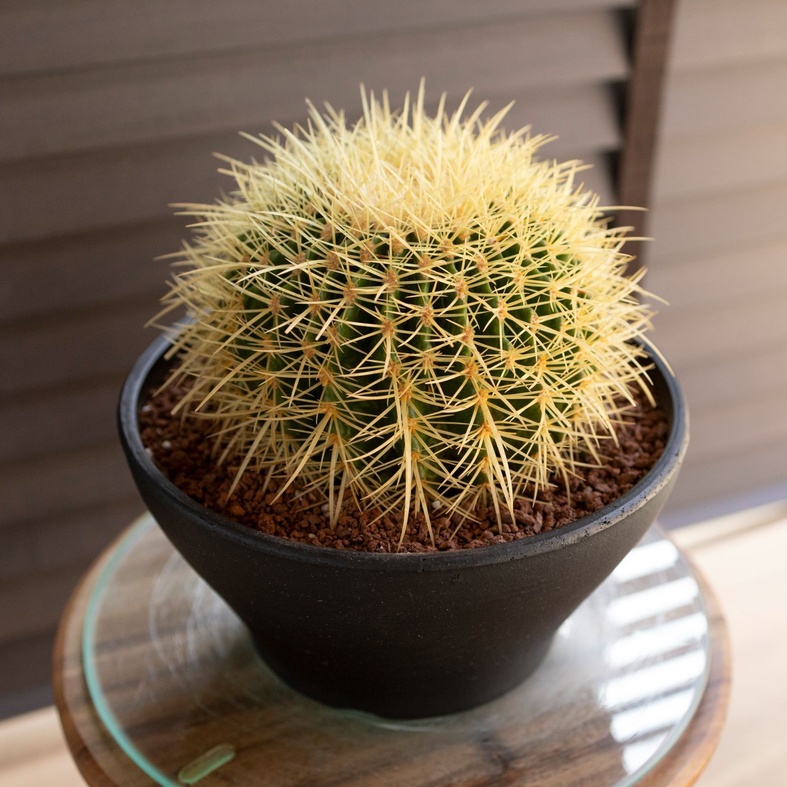 ドライガーデン 金シャチ