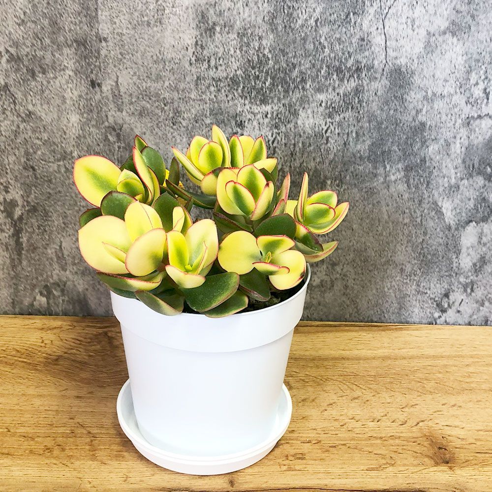 観葉植物 種類 金のなる木 斑入り 大判 5号 白プラスチック鉢 黄金花月