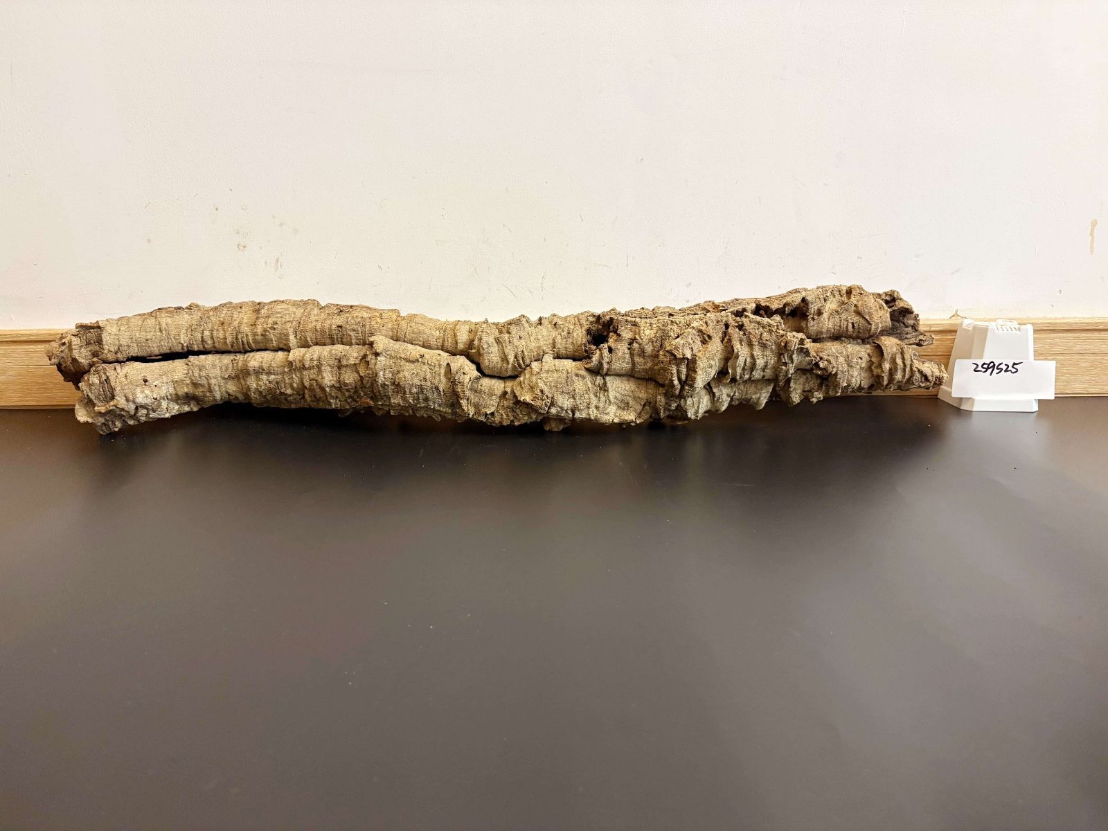 チランジア ビカクシダ