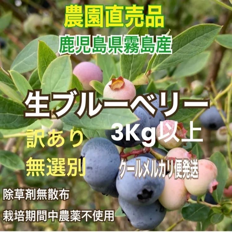 訳あり無選別品農園販売〓生ブルーベリー3Kg以上〓ジャムスムージー酵素ジュース果実酒ケーキに