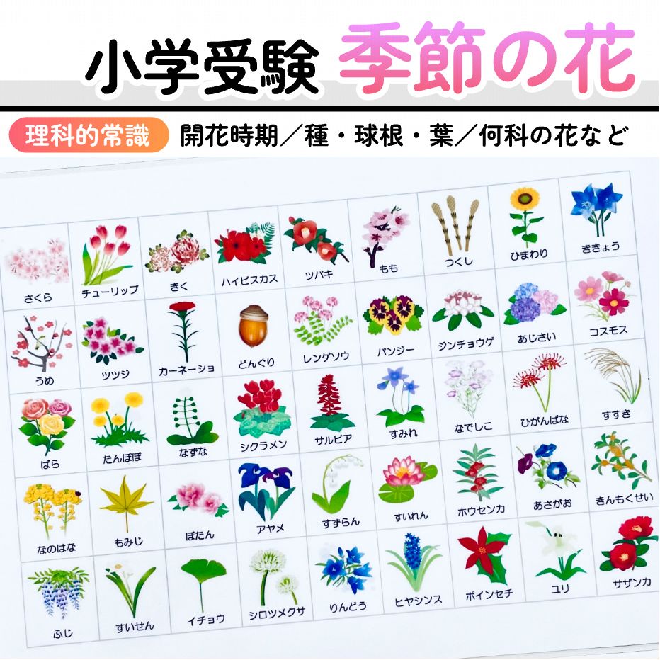 季節の花のお勉強 小学校受験教材 幼児教育 - 知育玩具