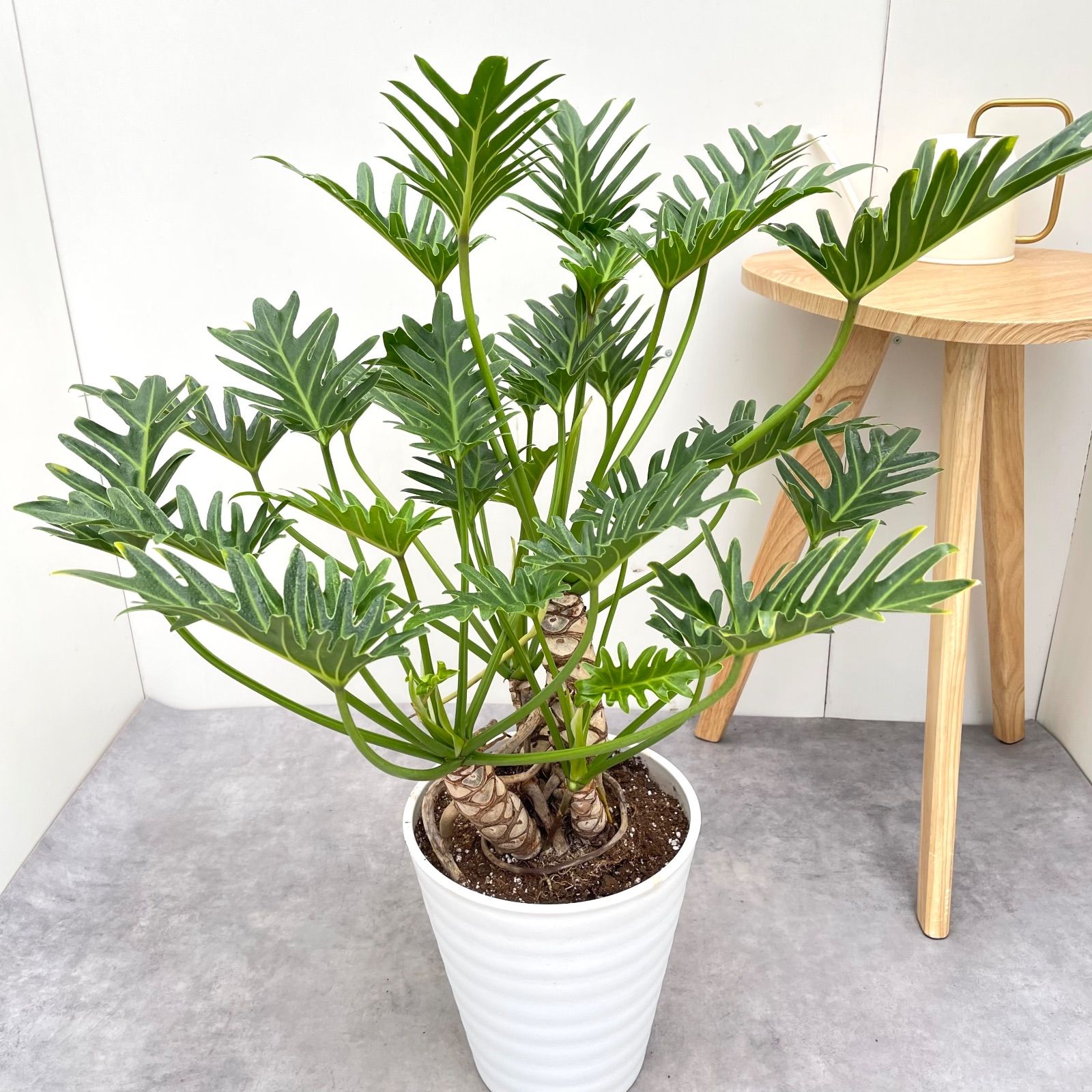 ジャイアント 幹上がり