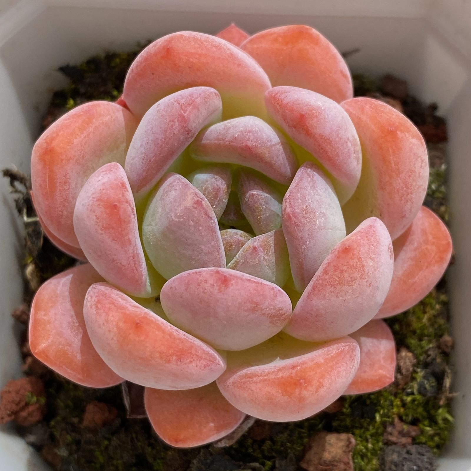 抜き苗 多肉植物