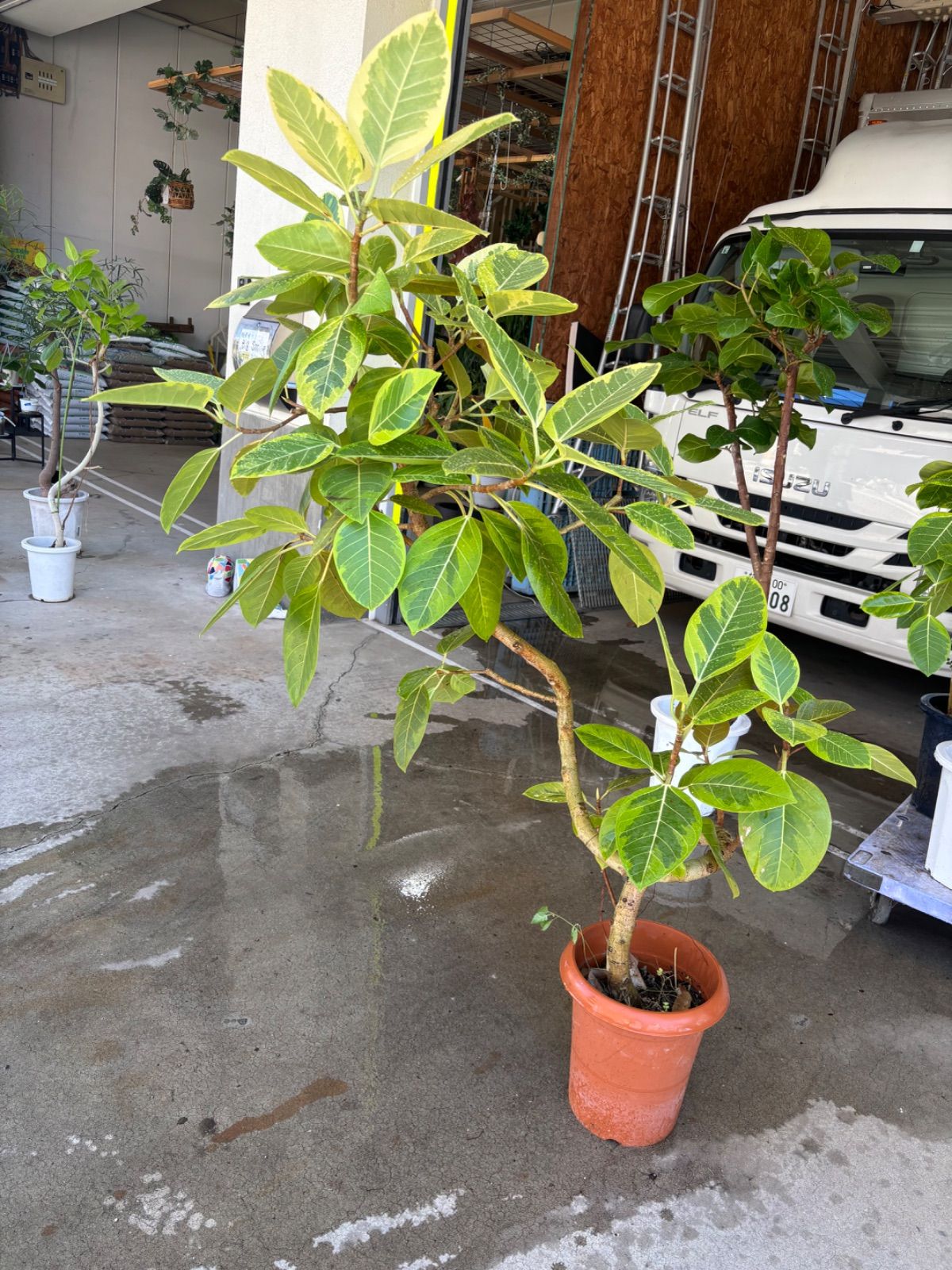 ショウナンゴムの木【引き取り限定】 ショウナンゴムの木【引き取り限定】