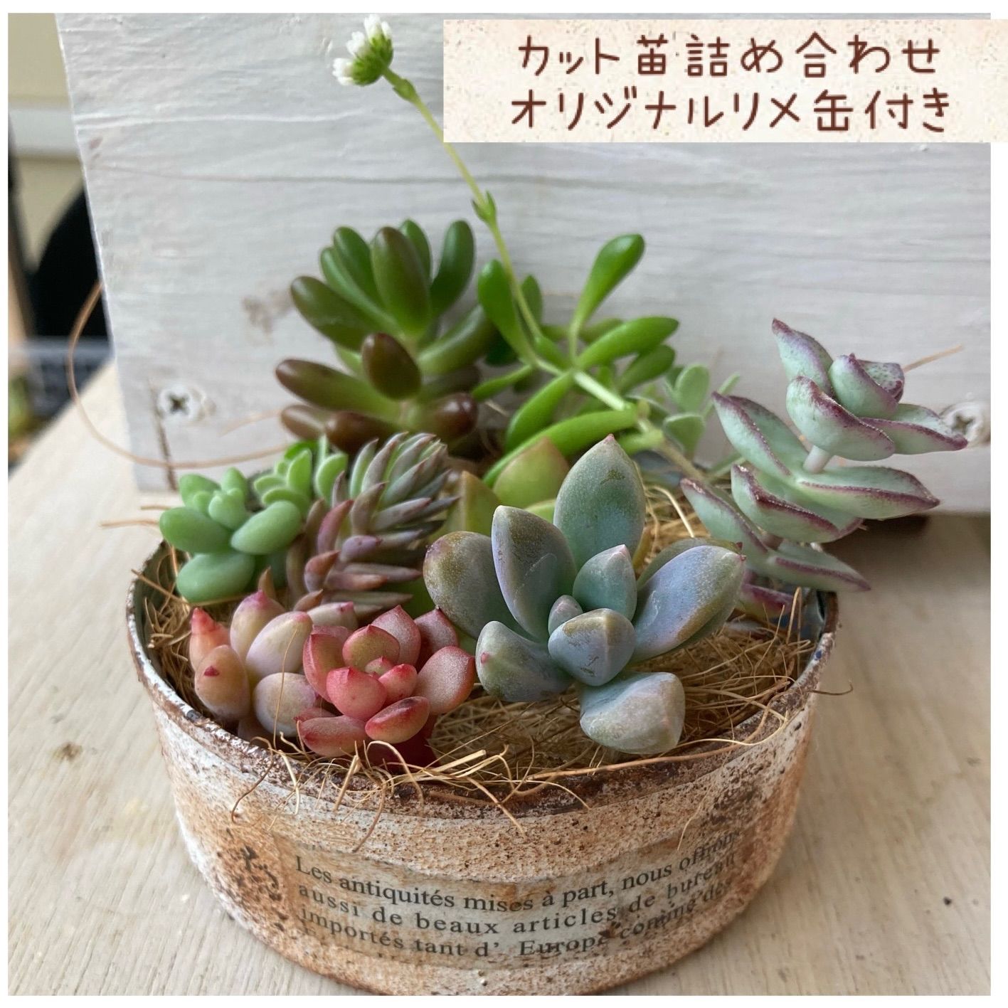 多肉植物カット苗 リメイク缶 1 | www.jarussi.com.br