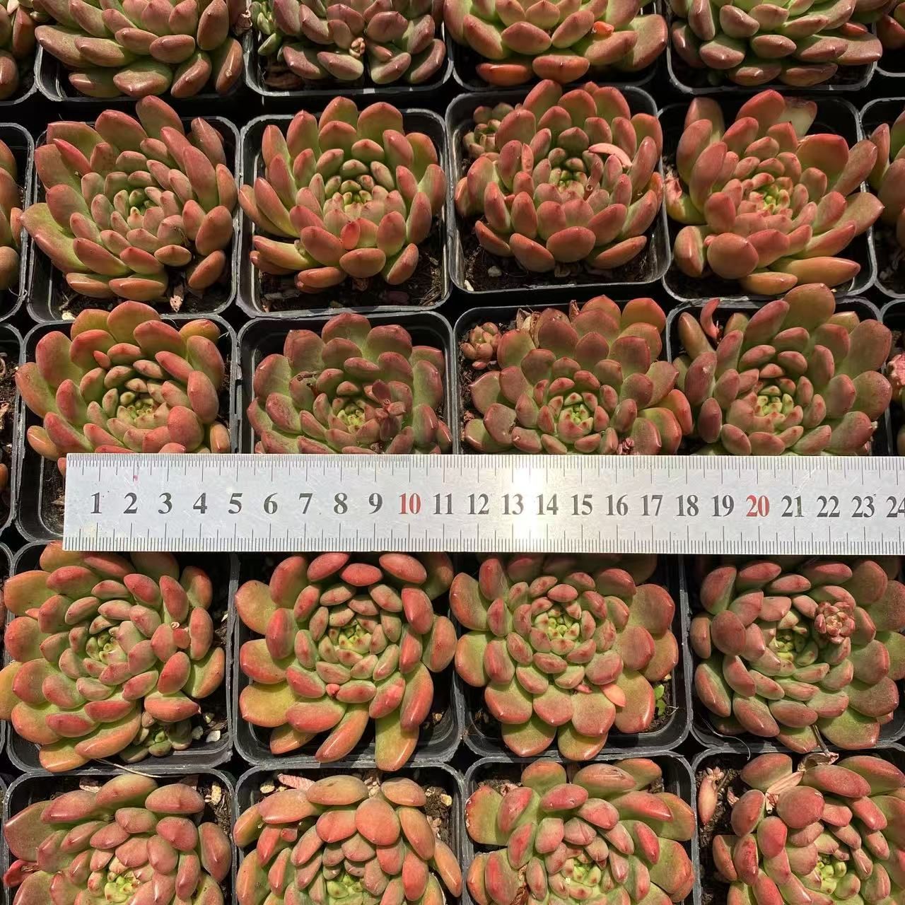 抜き苗 ルビー ZM1567×40株 ふっくら 多肉植物 エケベリア