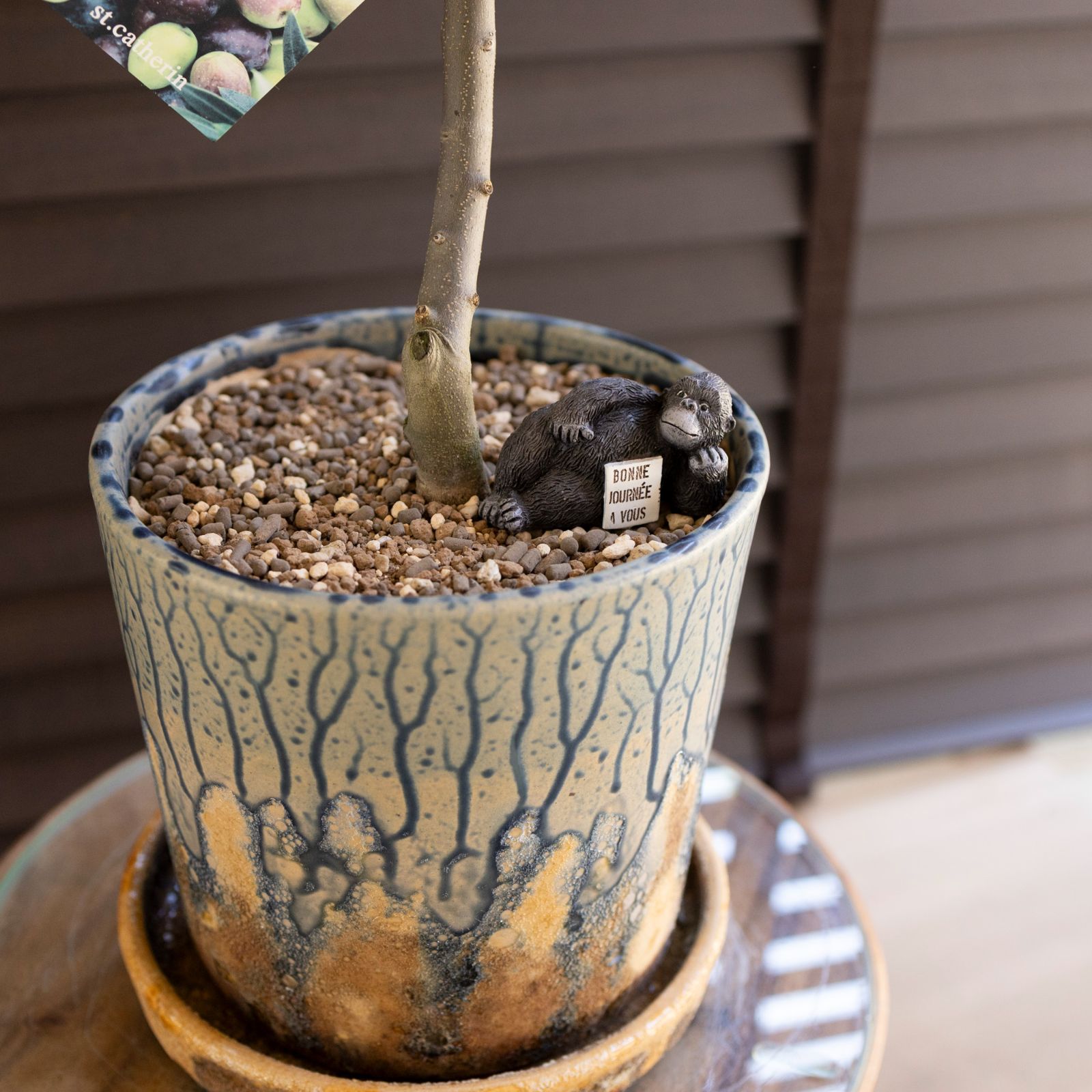 オリーブ盆栽 美しい盆栽 陶器鉢 約30cm オリーブ盆栽 美しい盆栽 陶器