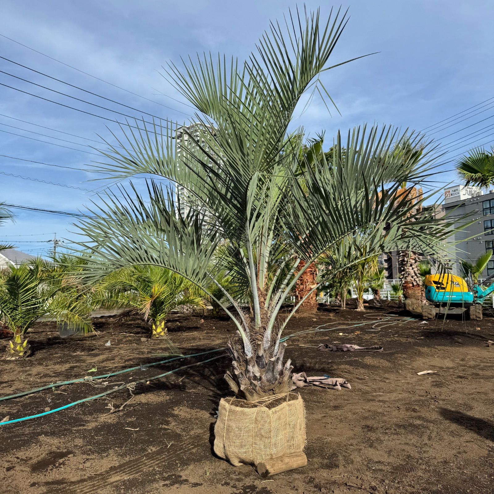 ココスヤシ - メルカリ