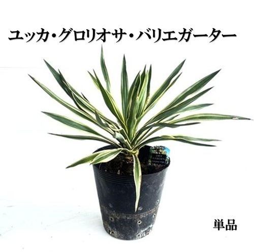 ユッカグロリオサ　3分頭　切り苗　3 ユッカ グロリオサ 3分頭 切り苗 ユッカ