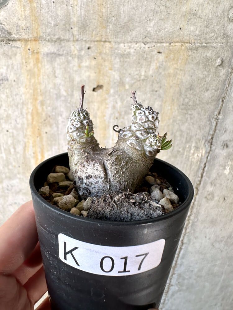 現品限り】チレコドン・ペアルソニー【K17】 Tylecodon pearsonii【植物】塊根植物 夏型 コーデックス - メルカリ