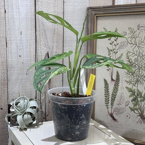 希少！ 観葉植物 モンステラ アダンソニー 斑入り 4号 個体B(現品