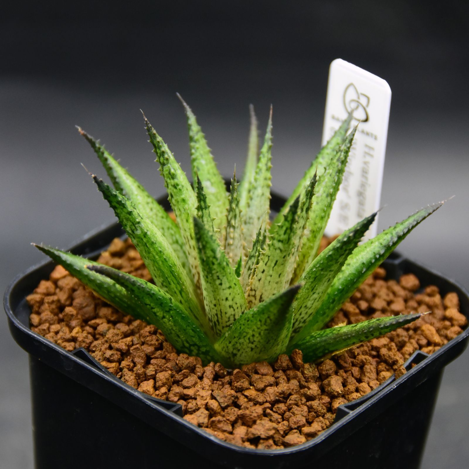 ｖ☆１２１１　ハオルチア　もぐりん（Ｈ） ハオルチア：CNM紅竜白雪NS（紅竜×白雪姫）×ミュータントピグマエア