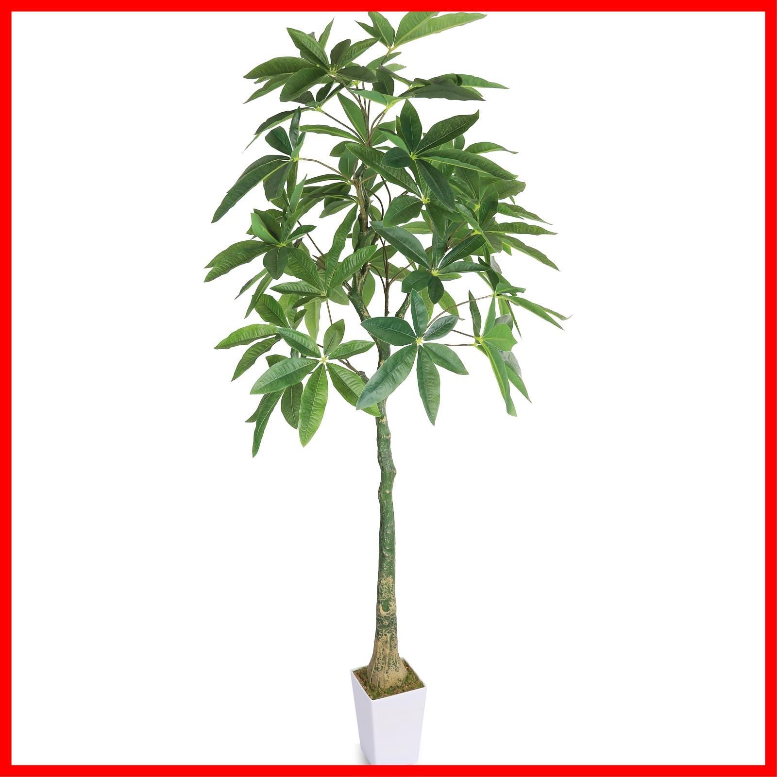 ユーフォルビア サピニー×ベネフィカ 実生 塊根 ユーフォルビア