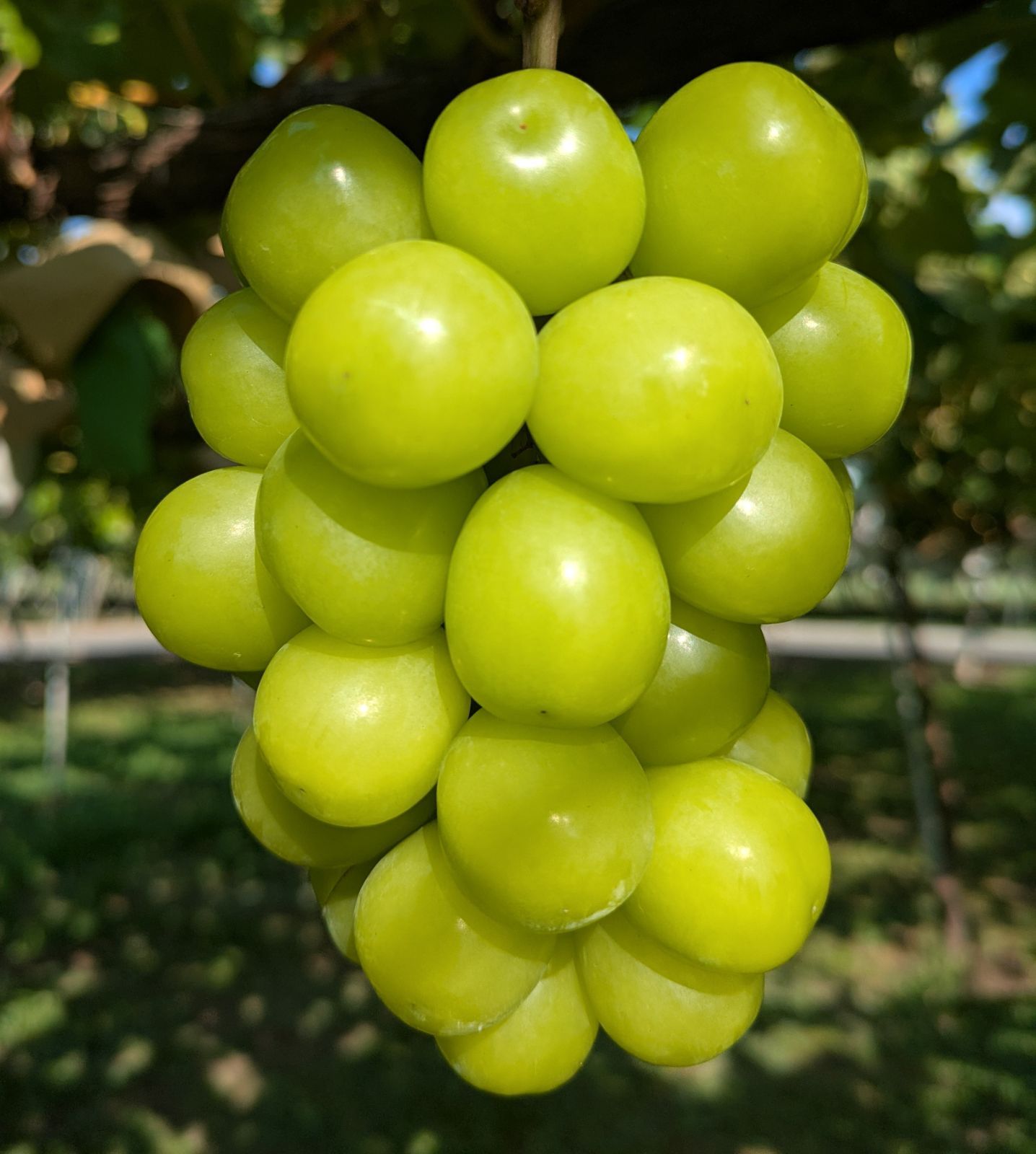 ☆朝採り農家直送☆シャインマスカット/クイーンルージュ☆各１kg☆ 2025年 農家直送 クイーンルージュ®・シャインマスカット 食べ比べ