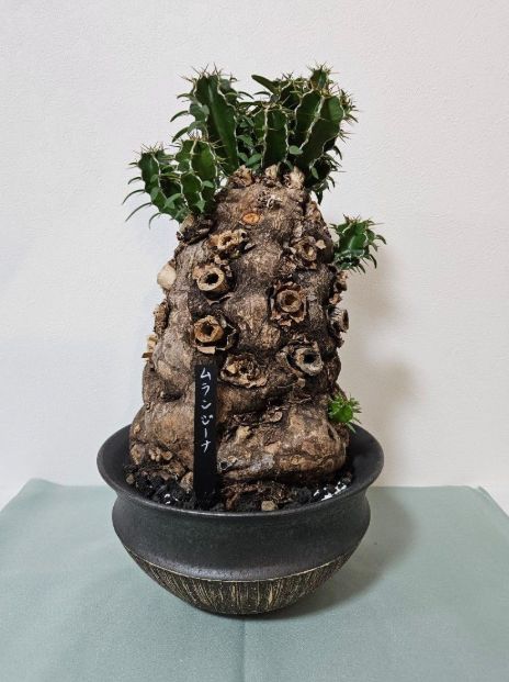 れ*ん様 ユーフォルビア　ムランジーナ　大株　新芽展開有　植え込み済み ユーフォルビア ムランジーナ 特大株発根済みムランジーナになり