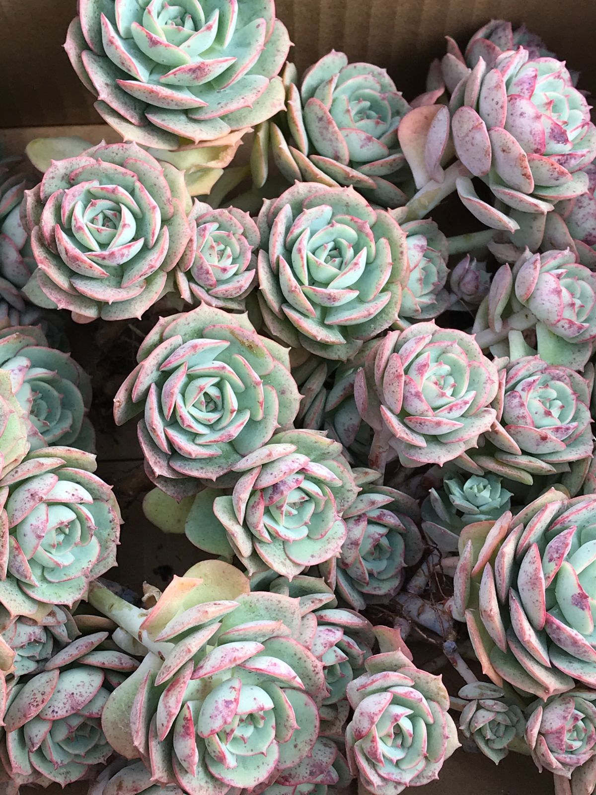 ①多肉植物【ルナレン】2苗セット　抜き苗 エケベリア ①多肉植物【ルナレン】2苗セット 抜き苗 エケベリア