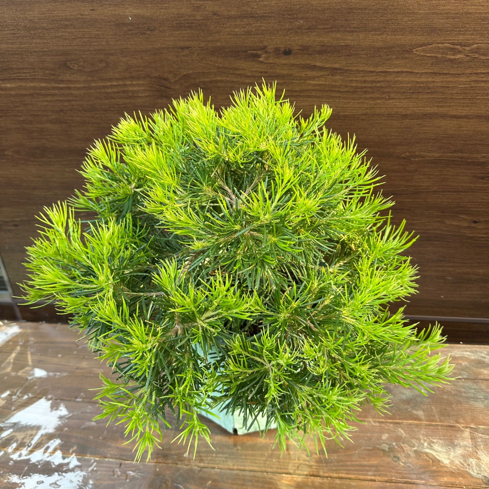 現品】④ バンクシア バースデーキャンドル 8号 オージープランツ ①