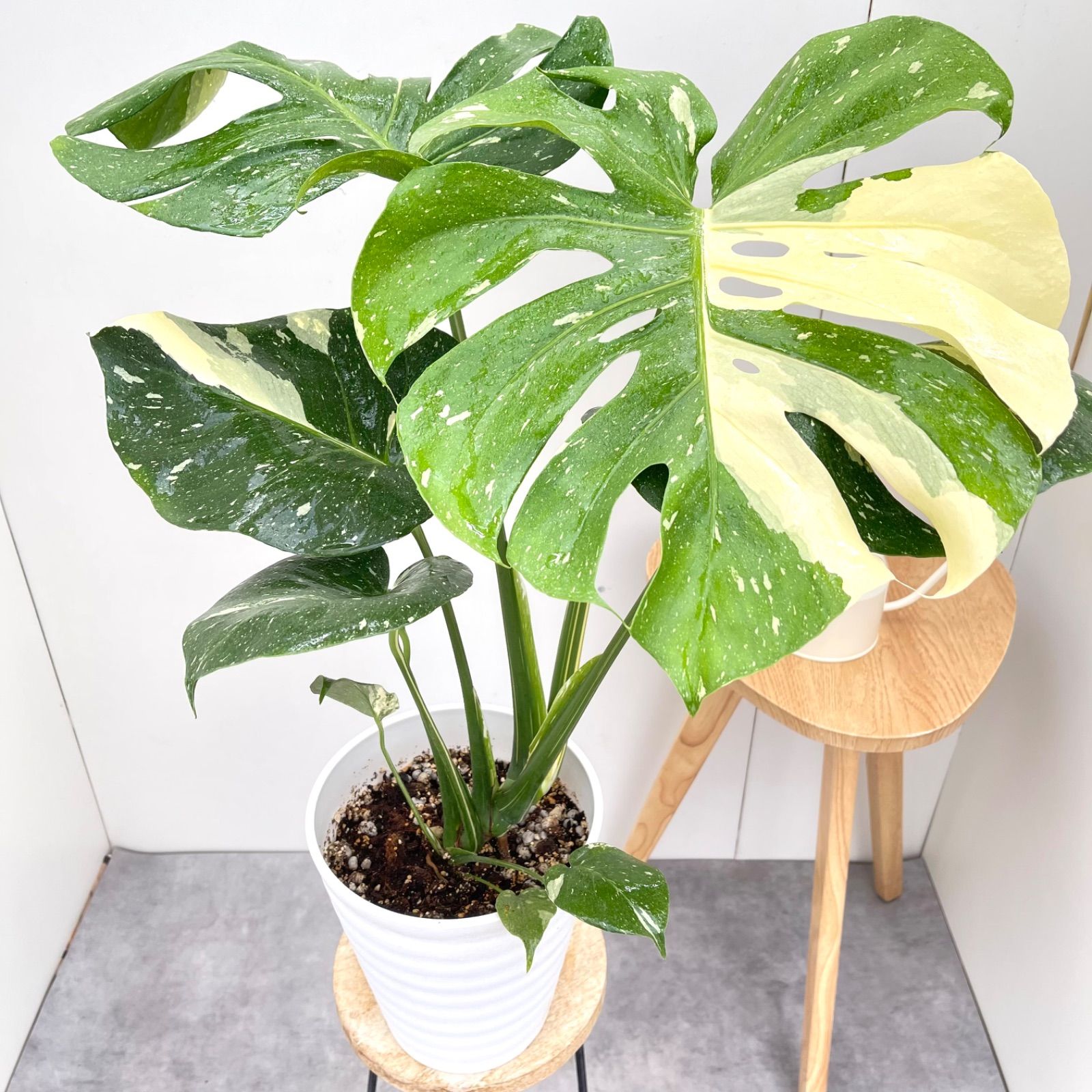 モンステラ デリシオーサ 斑入り 3【現品】☆希少☆ 観葉植物 室内