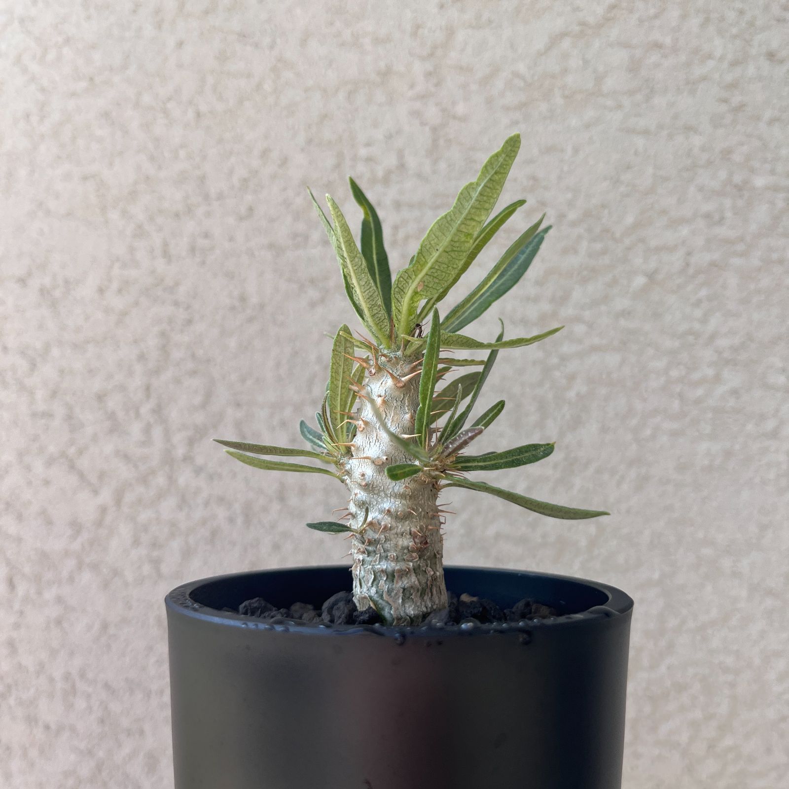 パキポディウム・グラキリス 実生株2年|Pachypodium rosulatum パキポディウム・グラキリス 実生株2年|Pachypodium rosulatum