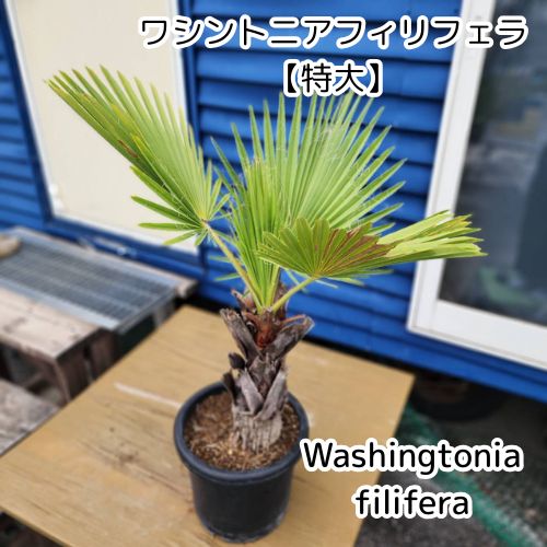 ワシントンヤシ フィリフェラ 種子] ワシントニア フィリフェラ