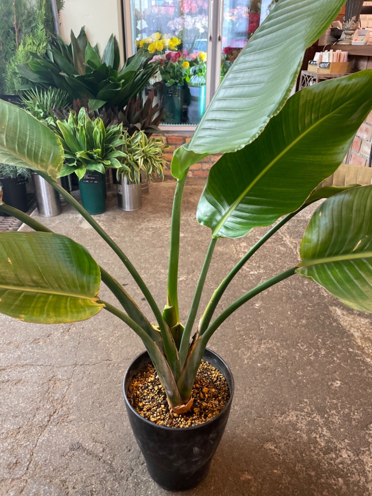 有名人芸能人 新品 未使用 ストレリチア オーガスタ 植物 観葉植物 Lavacanegra Com Mx Lavacanegra Com Mx