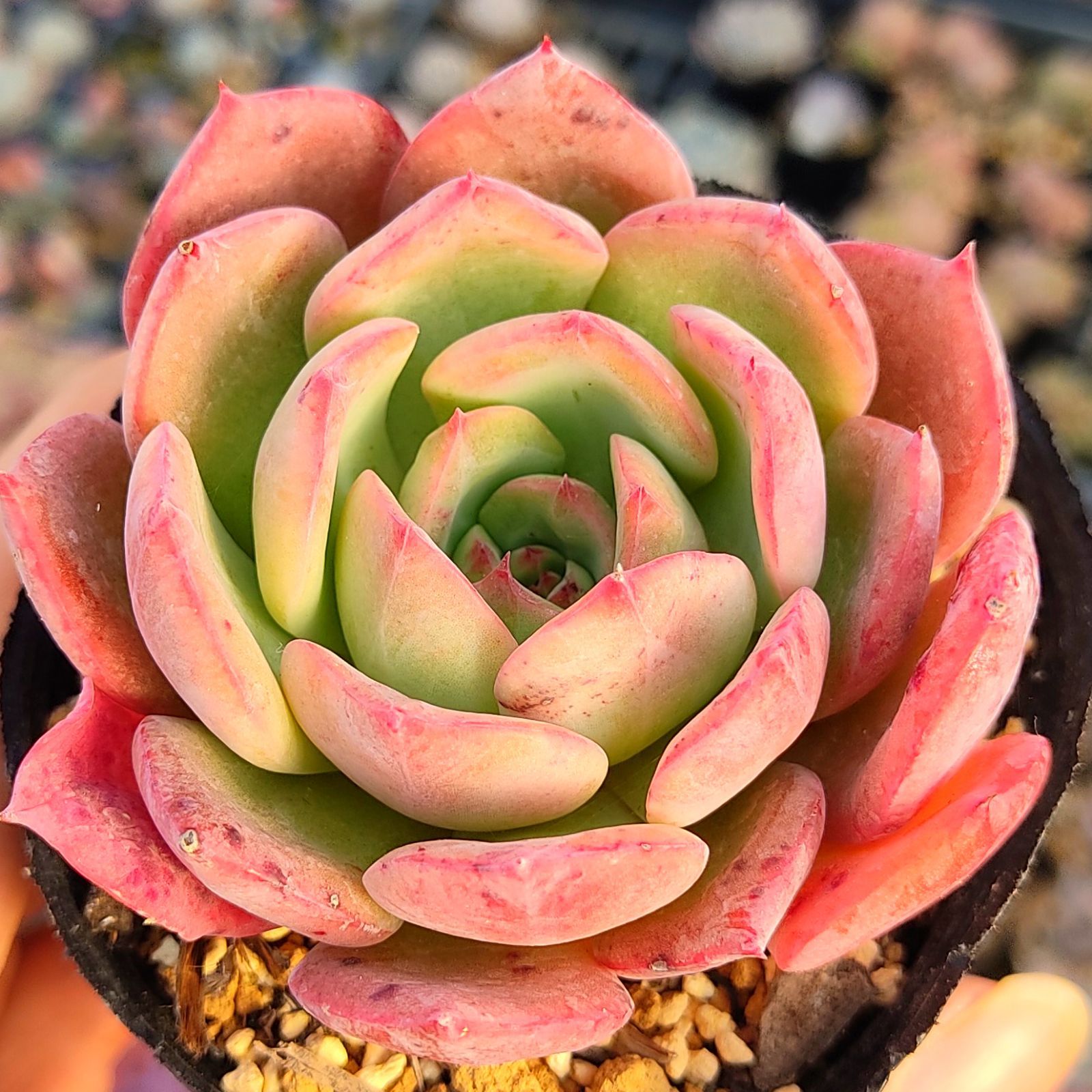 多肉植物 エケベリア センセーション 抜き苗 - メルカリ