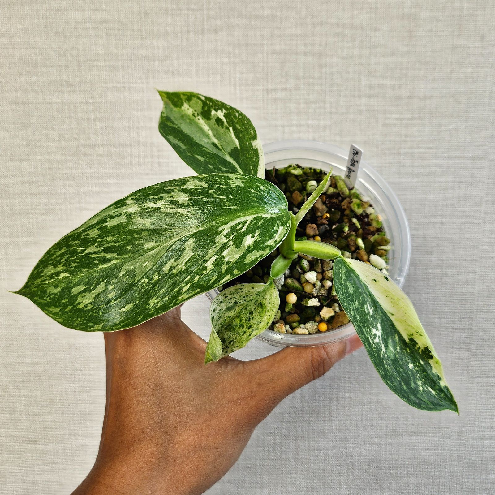 フィロデンドロン ジョセボーノ〕Philodendron Jose Buono 斑入り 観葉植物 - メルカリ