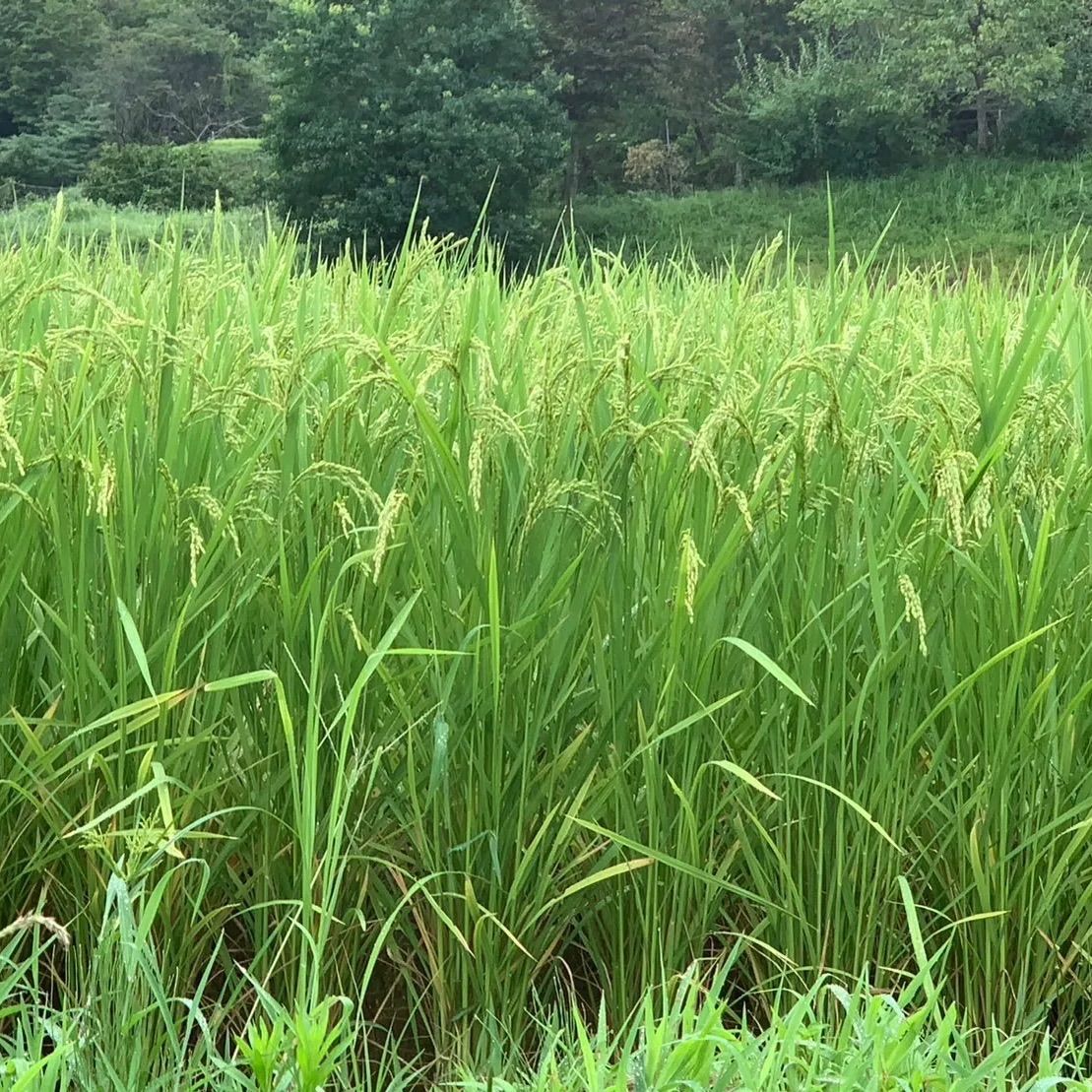 新米【丹波篠山コシヒカリ】白米/20㎏ 令和5年産〈単一原料米〉食味値