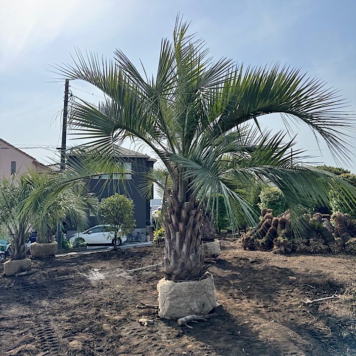 3m50cm】ココスヤシ - メルカリ