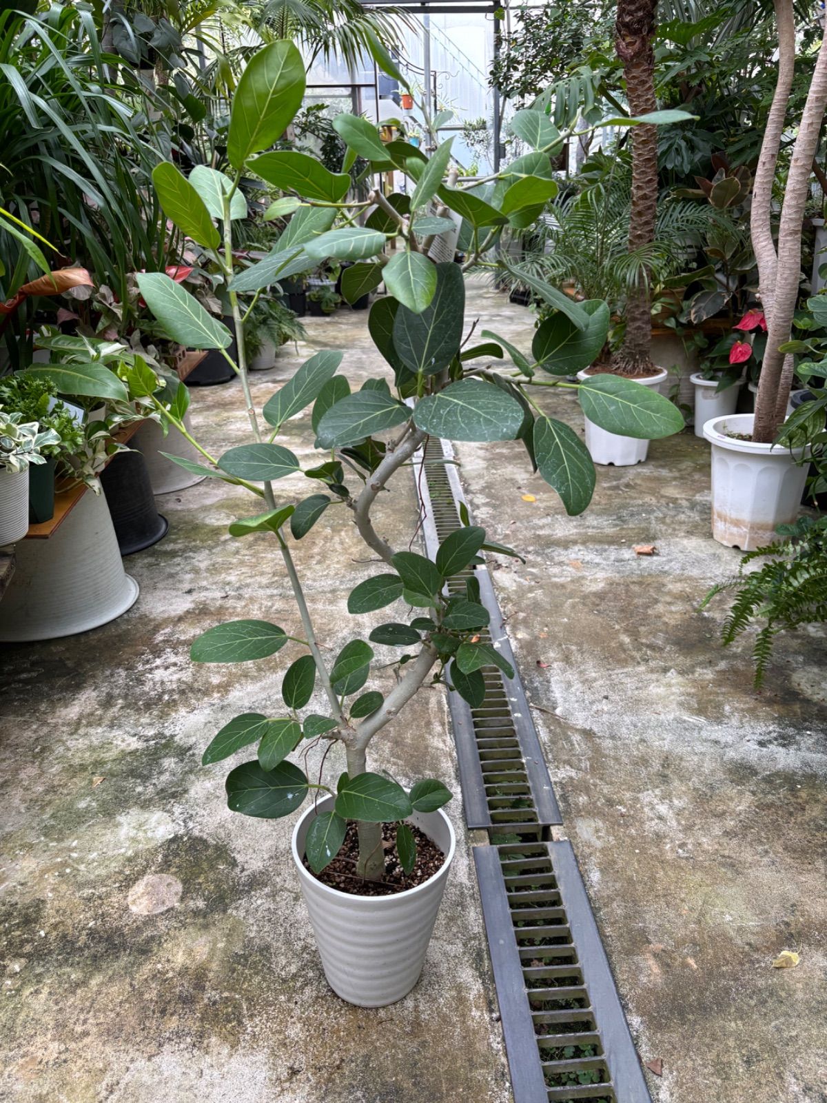 フィカス ベンガレンシス