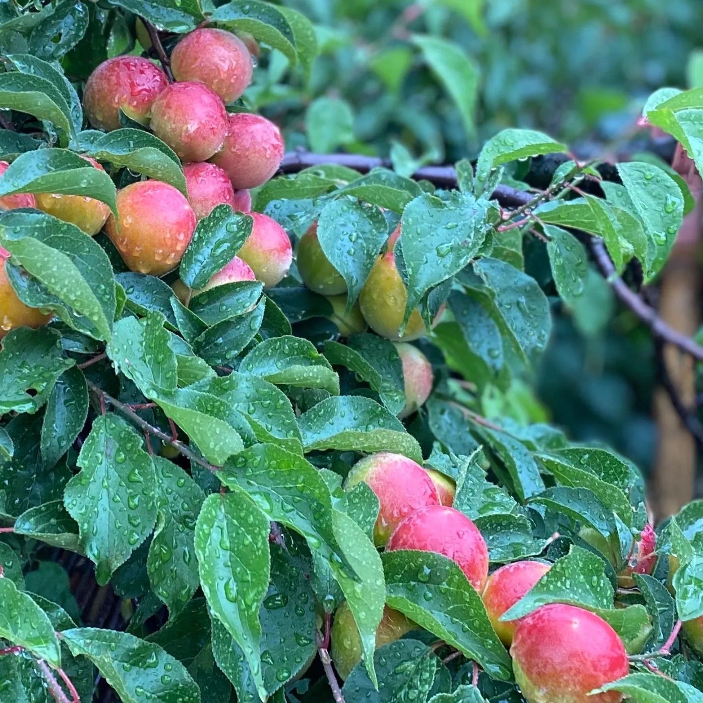 日向屋 紀州紅南高梅 3kg 和歌山県産 傷あり - メルカリ