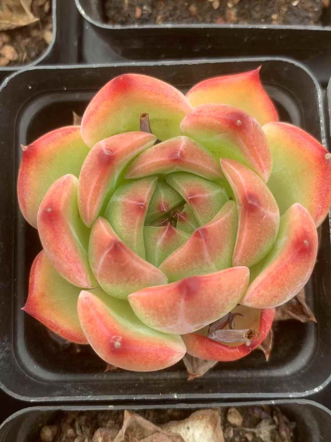 54株の抜き苗セット ブラッドクィーン 多肉植物 佐川急便発送 エケベリア 韓国苗 LX50