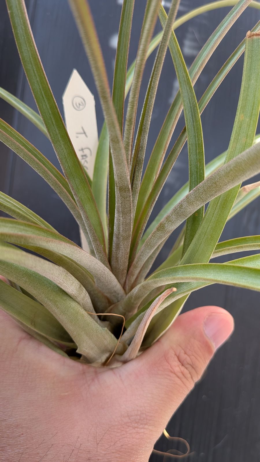 チランジア　Imbrogilo マザー株　ラスト苗 チランジア Imbrogilo マザー株 ラスト苗 チランジア Imbrogilo マザー