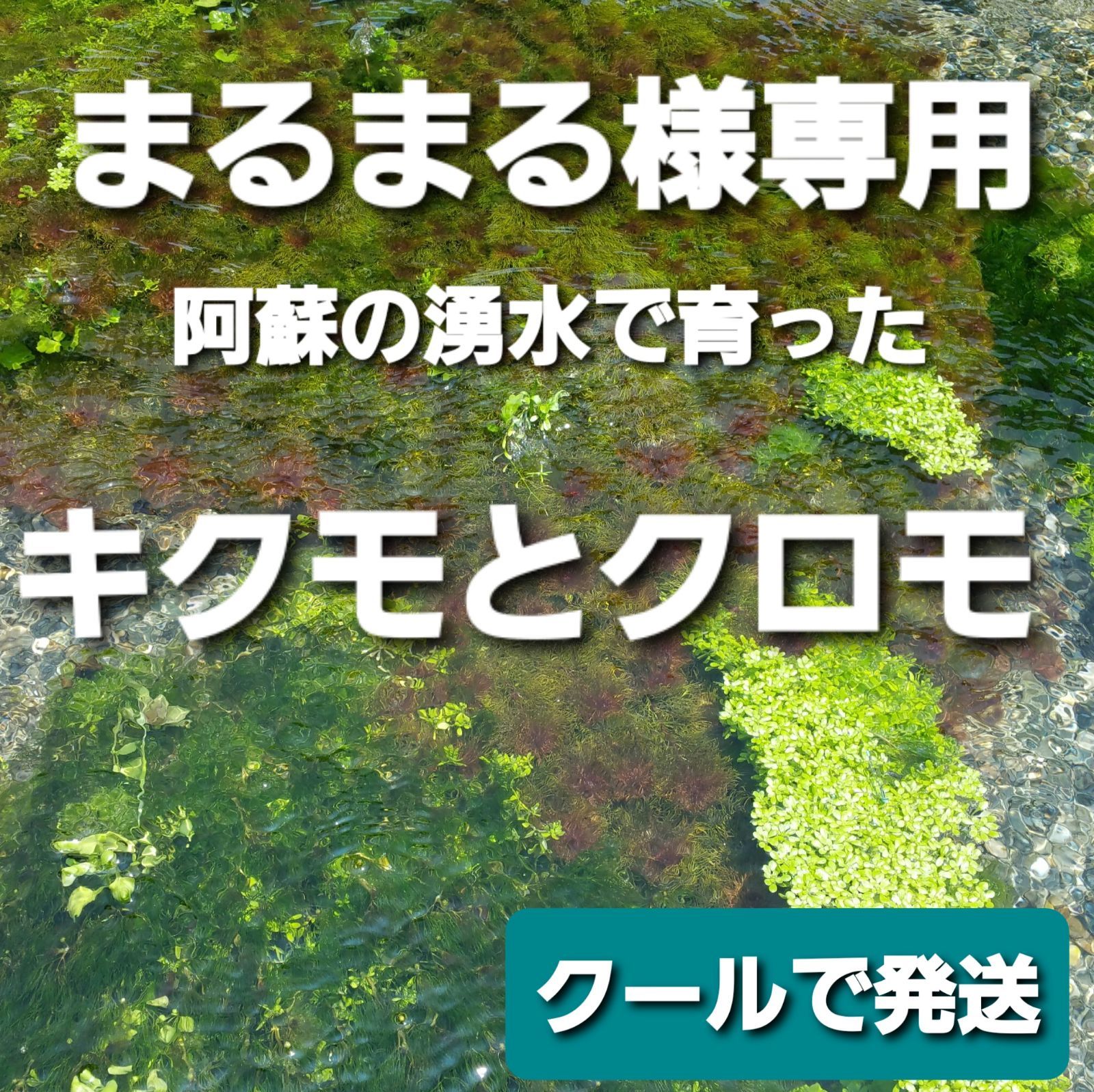 クールで発送 500本以上 阿蘇の湧水で育った水草 天然アナカリス