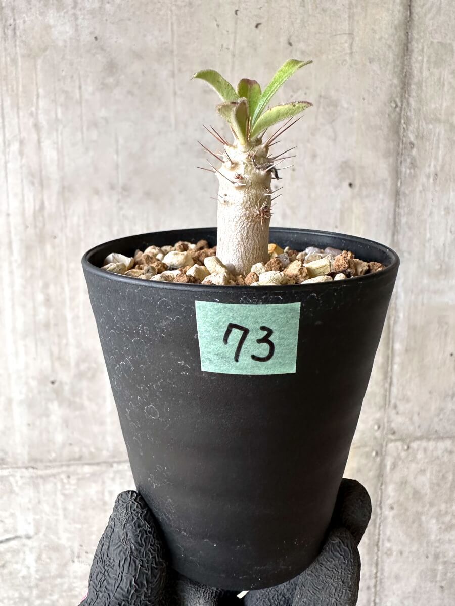 現品限り】パキポディウム・サンデルシー 白馬城【O73】 Pachypodium saundersii【植物】塊根植物 夏型 コーデックス - メルカリ