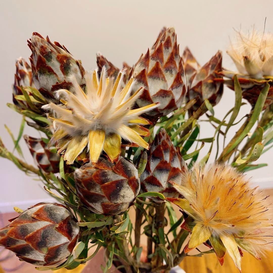 リューカデンドロン プルモサス苗 ルブルム 実生苗 オージー