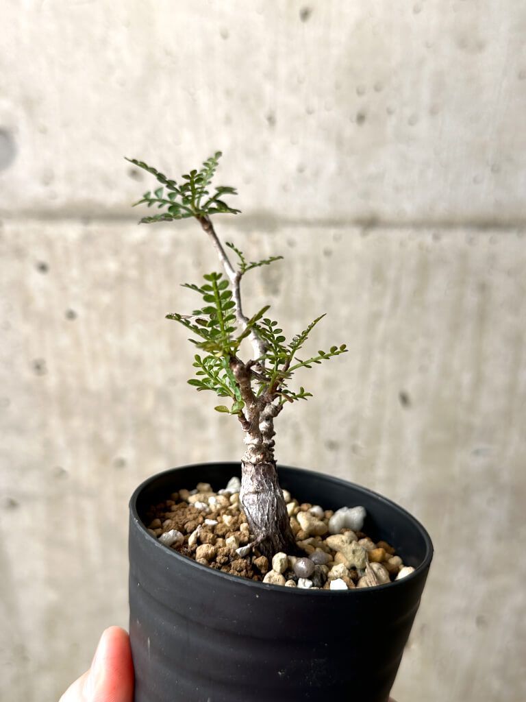 オペルクリカリア パキプス⁄ Operculicarya pachypus 1点物オペル