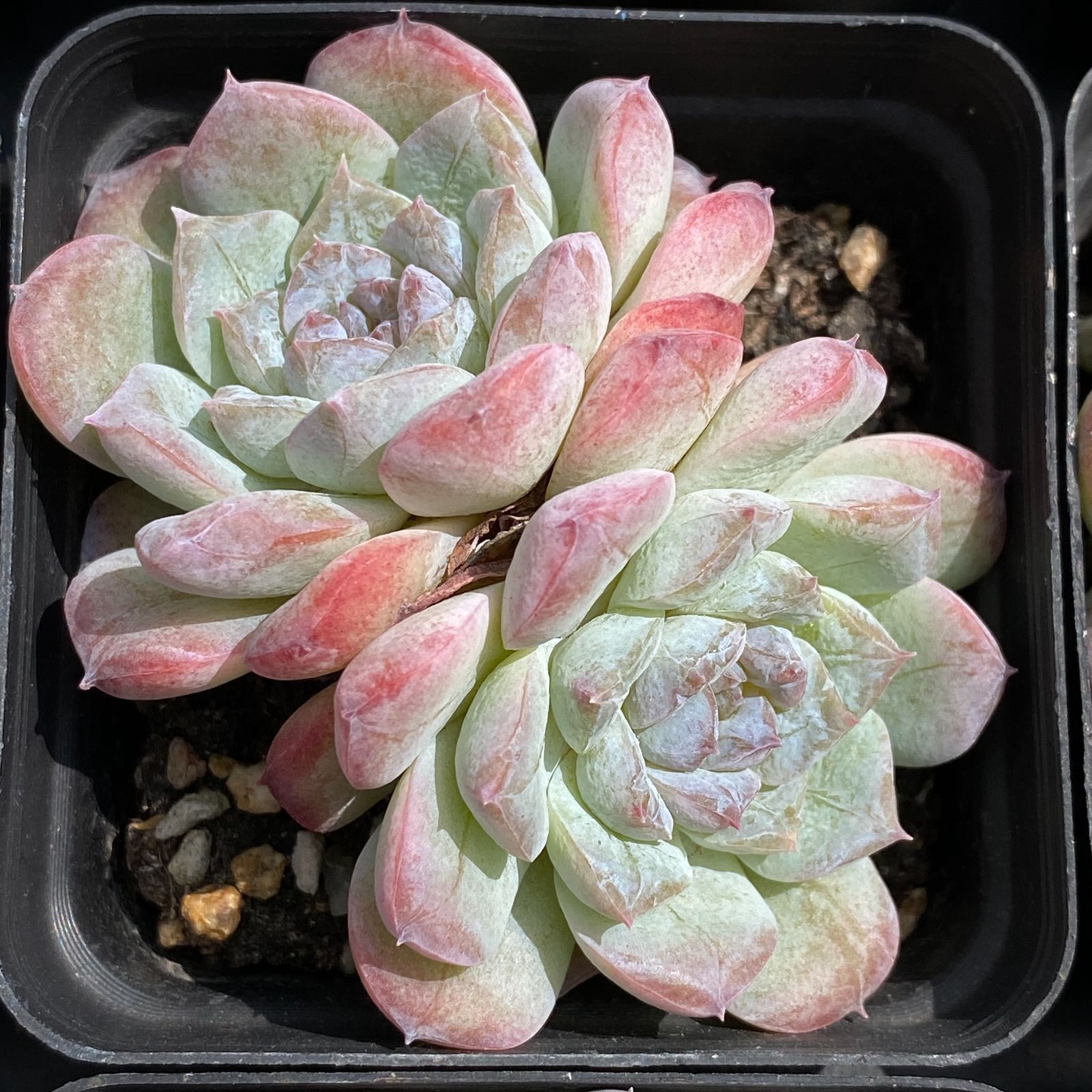 多肉植物　韓国苗　アイスハートクリスタル　大きめ　発根済み 多肉植物 韓国苗 アイスハートクリスタル 大きめ 発根済み