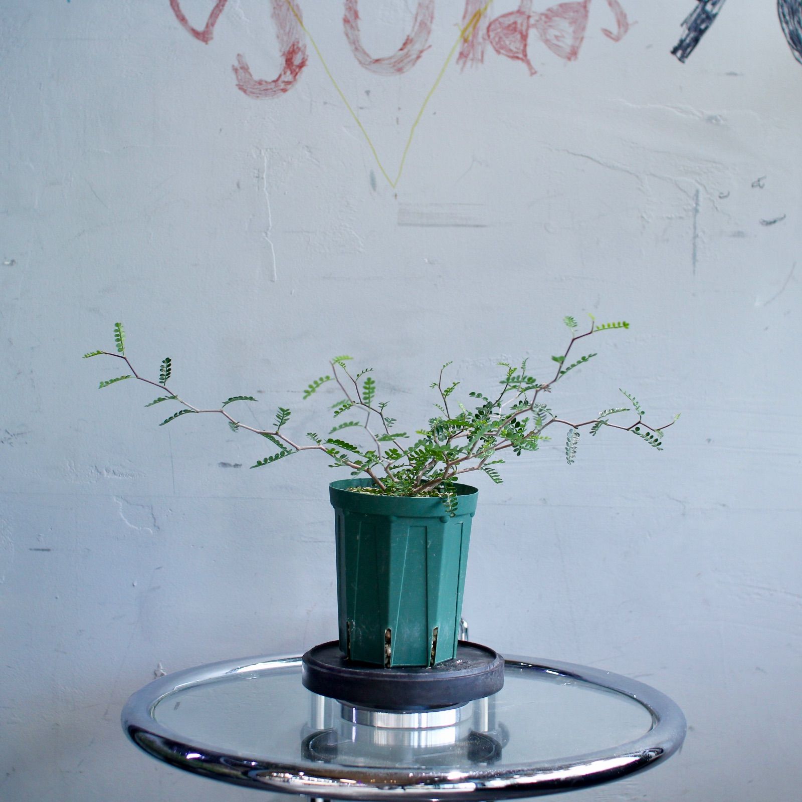 オペルクリカリア パキプス 根挿し株② 枝振り】パキプス 根挿し(12