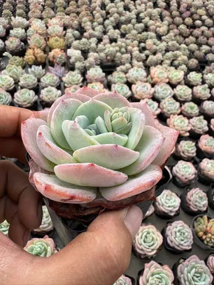 20株 F505 多肉植物 エケベリア 緑薔薇 サボテン 観葉植物 花